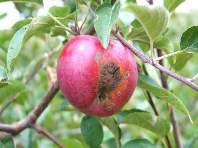 Pomicultura: Bolile marului