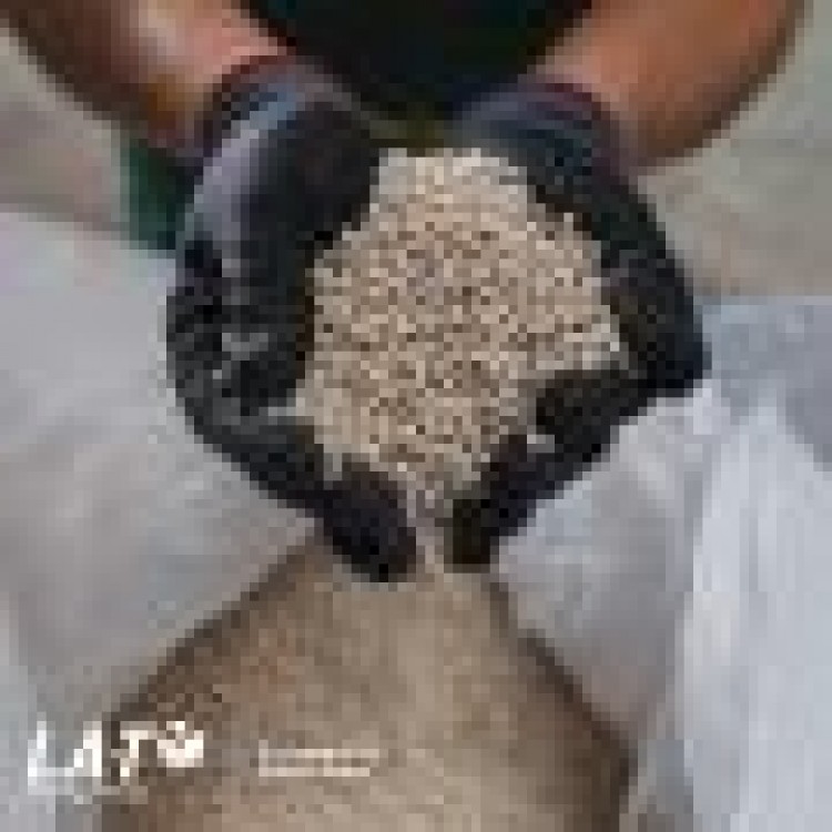 Fosforul si Potasiul aplicat toamna sporesc productia de rapita