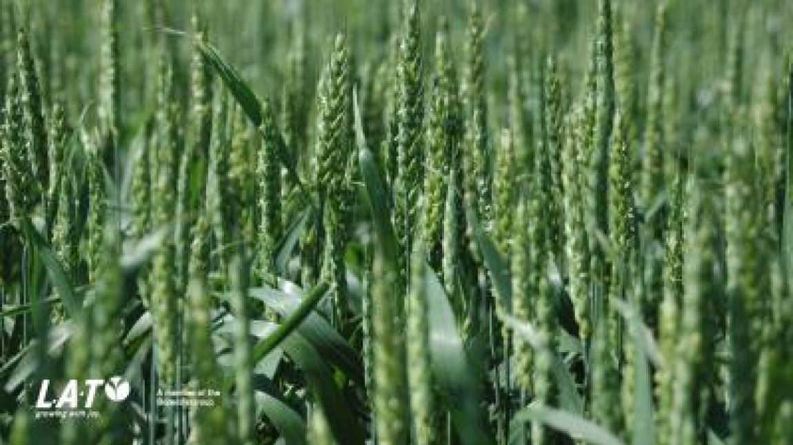 Productiile mari la grau se obtin doar cu o fertilizare echilibrata din toamna!