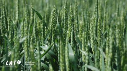 Productiile mari la grau se obtin doar cu o fertilizare echilibrata din toamna!