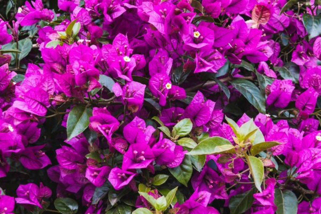 Floarea de hartie, bougainvillea. Cum se ingrijeste