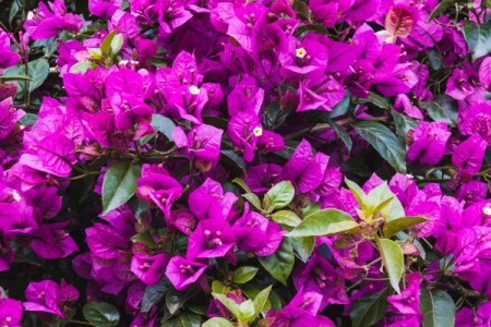Floarea de hartie, bougainvillea. Cum se ingrijeste
