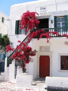 O liana colorata ce va oferi un aspect mediteranean gradinii tale. Bougainvillea, floarea de hartie