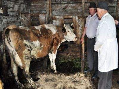 Trei noi cazuri de Boala limbii albastre, depistate in Botosani
