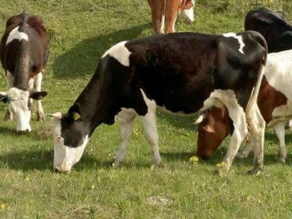 Saptamana viitoare incepe plata avansurilor pentru crescatorii de bovine