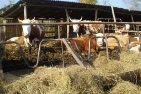 Crescatorii de bovine din Covasna sunt gata sa iasa in strada
