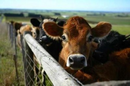 Asociatia Crescatorilor de Bovine pentru Carne dialogheaza cu reprezentantii MADR