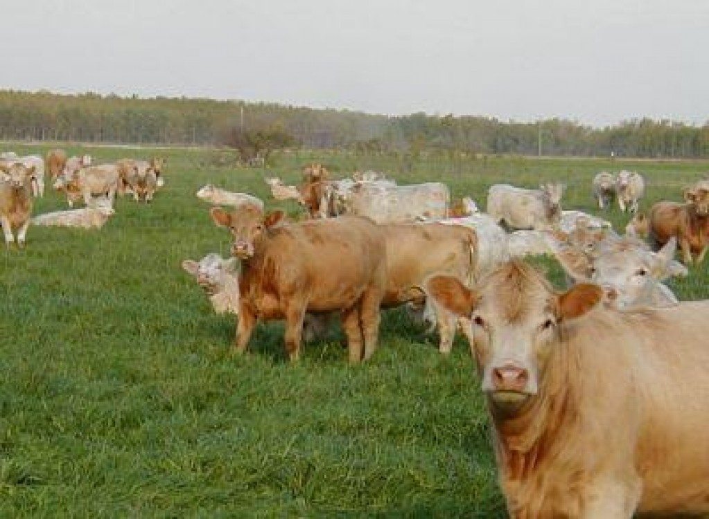 Chinezii vor sa importe bovine romanesti