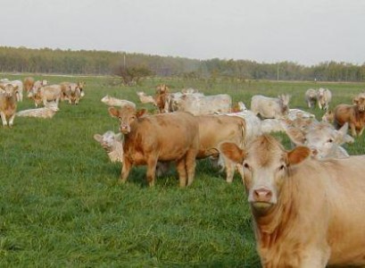 Chinezii vor sa importe bovine romanesti