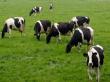 Efectivele de ovine si bovine, in crestere la finele anului trecut