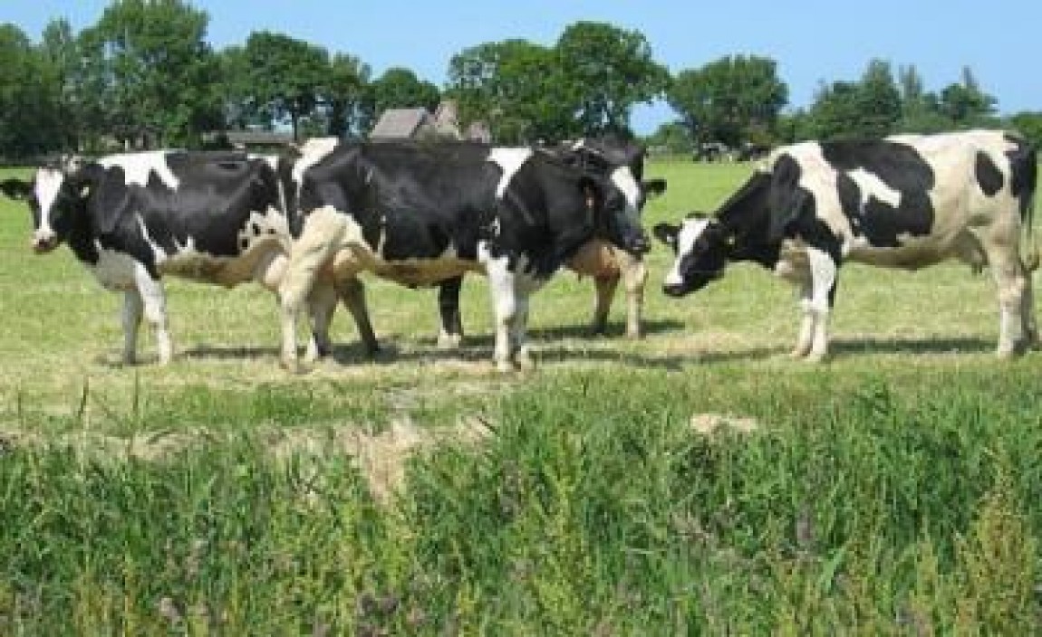 Crescatorii de bovine isi vor subventiile