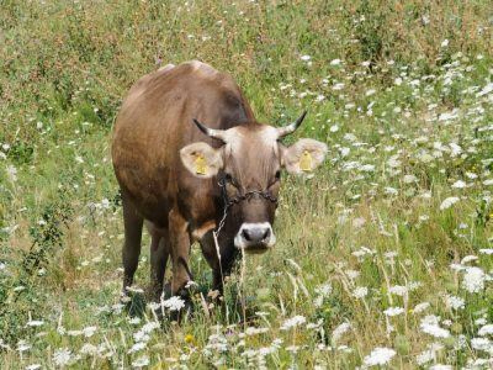 MADR a anuntat cuantumurile subventiilor in zootehnie