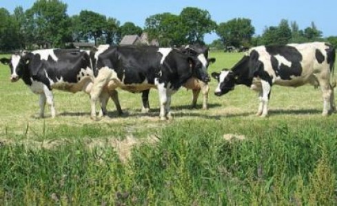 Crescatorii de bovine isi vor subventiile
