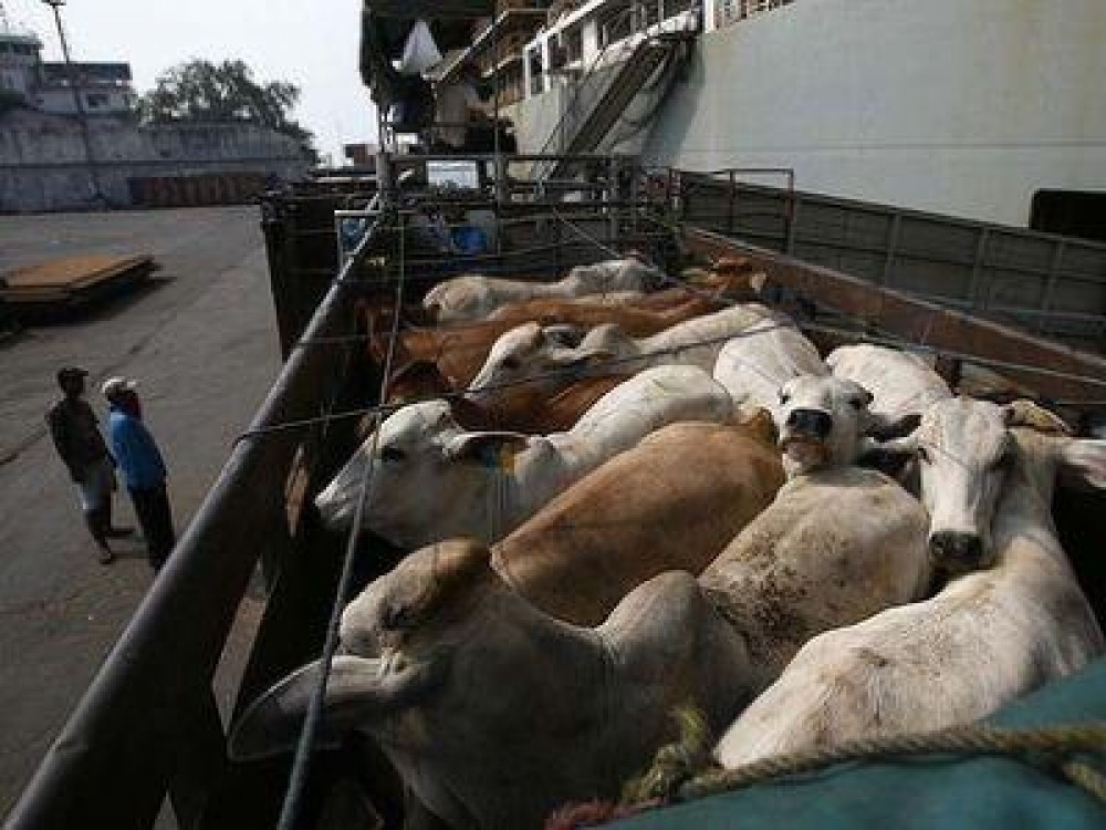 ANSVSA negociaza exportul de bovine in Egipt