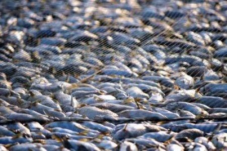 Autoritatile au aplicat sanctiuni de peste 1.5 milioane de dolari intr-o actiune de combatere a braconajului piscicol