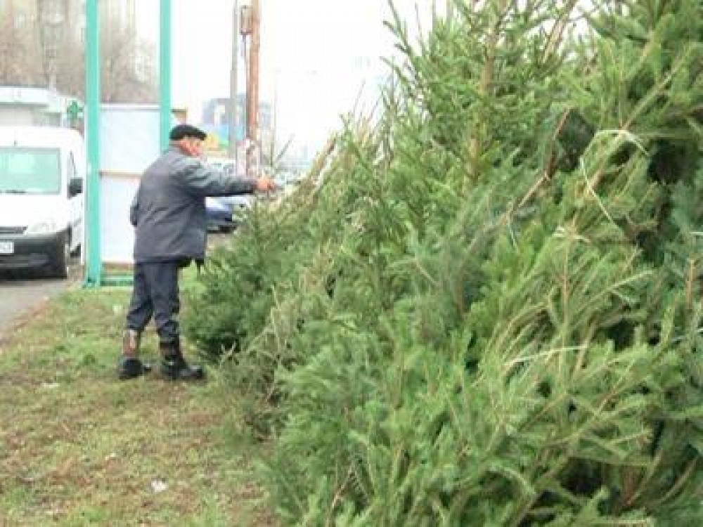 Cum se alege si se pastreaza bradul de Craciun