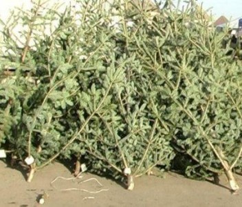 Brazii ornamentali aruncati de bucuresteni vor fi transformati in compost