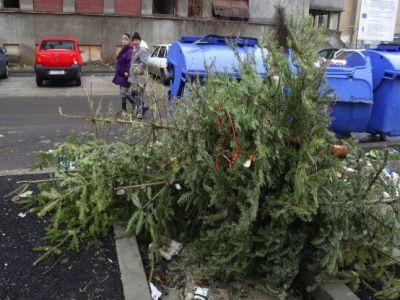 Brazi de Craciun, transformati in ingrasamant pentru plante