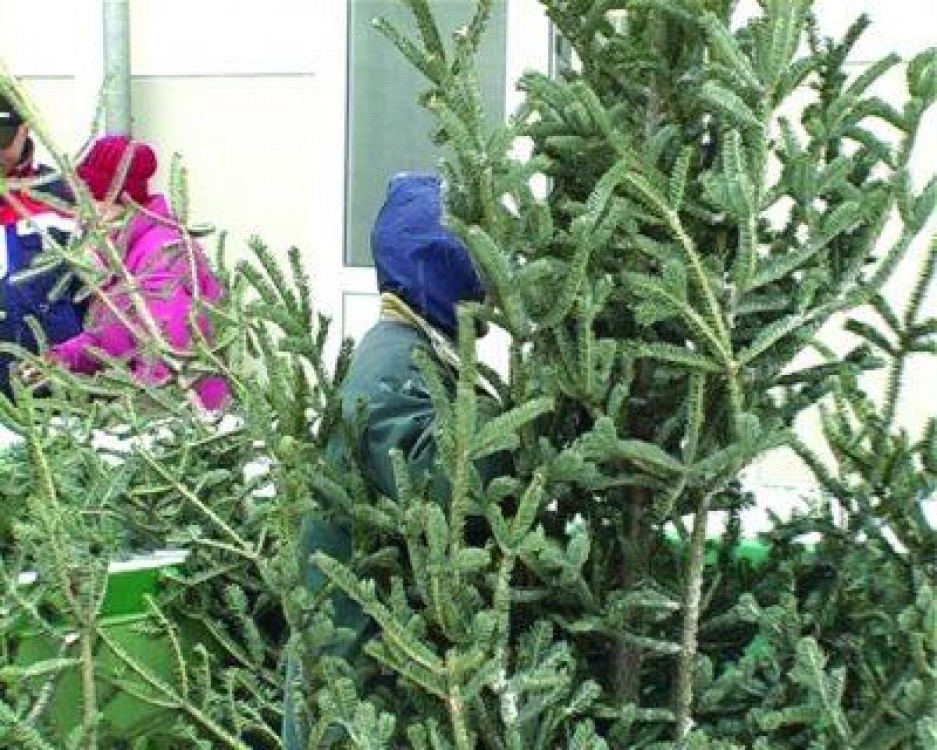 Politia e cu ochii pe hotii de brazi de Craciun