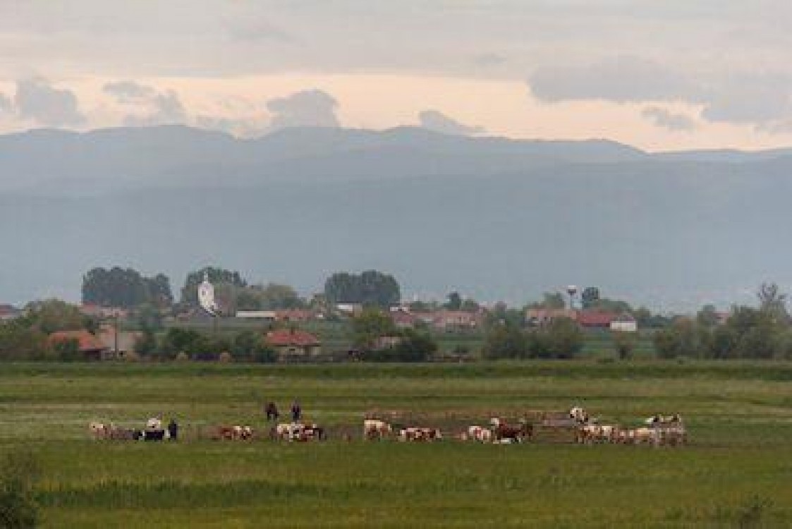 Mai multe fonduri de la judet pentru crescatorii de bovine din zona Targu Secuiesc