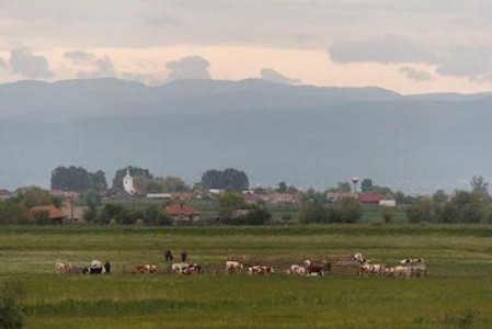 Mai multe fonduri de la judet pentru crescatorii de bovine din zona Targu Secuiesc