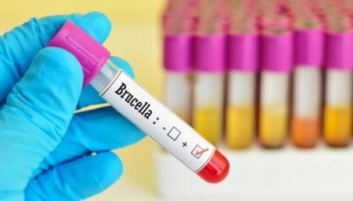 Bruceloza continua sa se extinda in China. Numarul infectarilor s-a dublat
