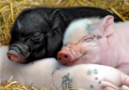 Crescatorii de porci si pasari vor putea accesa din nou sprijinul pentru bunastarea animalelor
