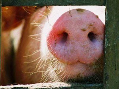 Au fost aprobate fondurile pentru bunastarea la porcine