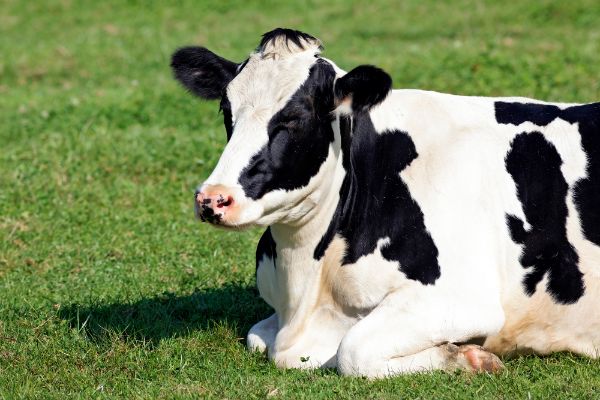 MADR: O noua subventie pentru crescatorii de bovine