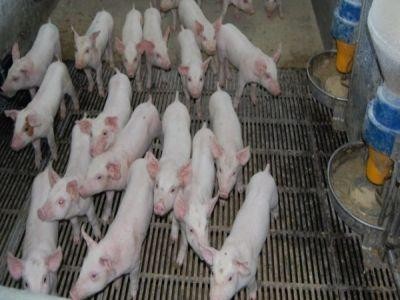 APIA a inceput autorizarea platilor pentru bunastarea animalelor