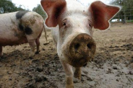Cererile de plata pentru bunastarea porcilor in ferme se depun pana pe 30 august
