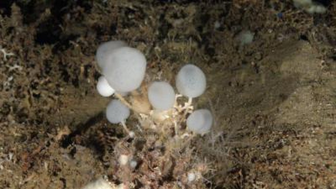 Numar urias de bureti carnivori, descoperiti in Australia