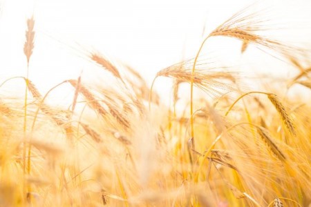 Pretul cerealelor inregistreaza cresteri pe bursele europene
