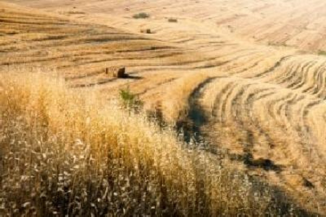 ARCPA: Piata romaneasca duce lipsa de disciplina contractuala