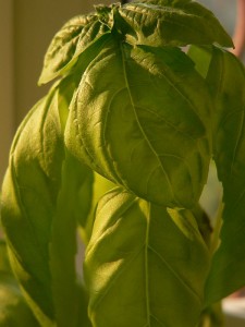 Busuiocul (Ocinum basilicum) - medicament si condiment 