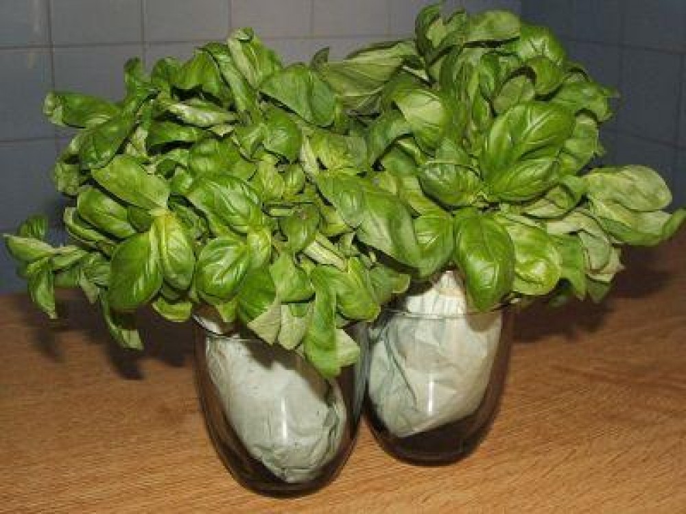 Busuiocul - regele ierburilor aromatice