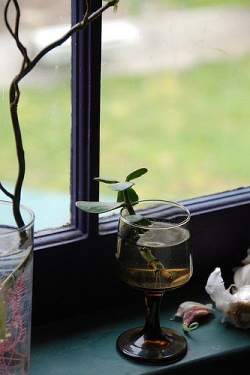 Înmulţirea plantelor prin butaşi