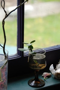 Înmulţirea plantelor prin butaşi