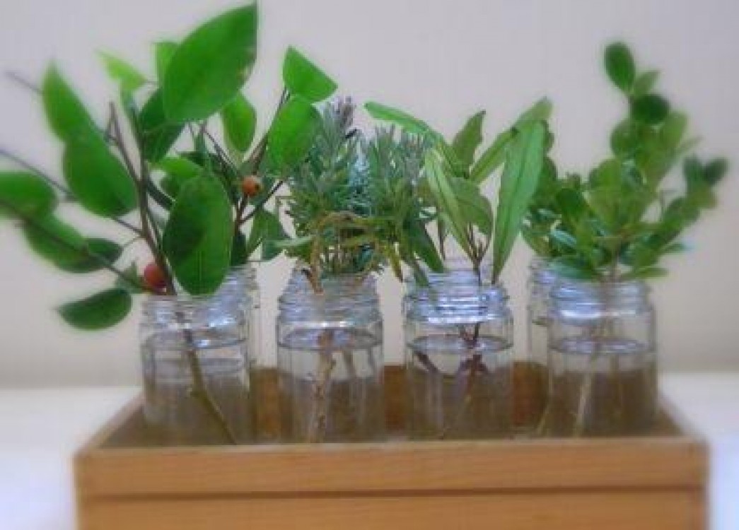 Inmultirea plantelor prin butasi