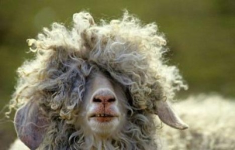 Unii producatori pun cacareze de oaie in laptele de vaca pentru a-i da mirosul specific