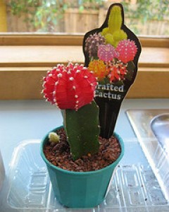Altoirea cactuşilor