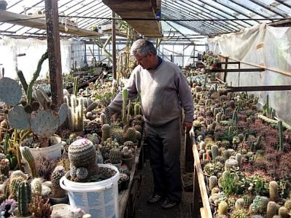 Uitati cum arata colectia de 30.000 de cactusi a unui aradean!
