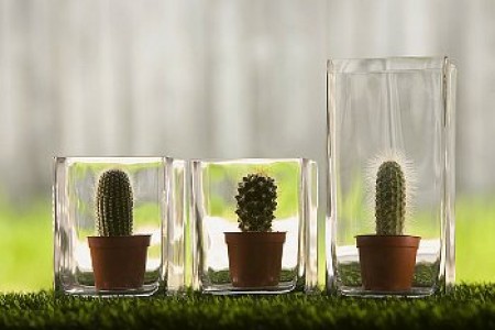 Colecţia mea de cactuşi