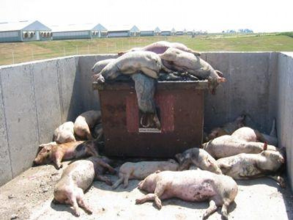 MADR ofera recompense pentru semnalarea cazurilor de porci morti