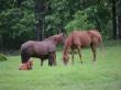 Doua abatoare de cai, inchise in urma controalelor Politiei si inspectorilor sanitar-veterinari