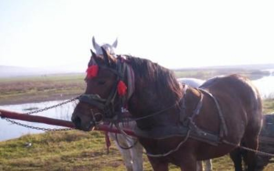 Anemia infectioasa ecvina a fost depistata la mai multe animale din Bacau