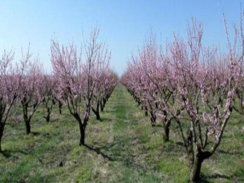 Tratamente recomandate pentru livezile de ciresi, visini, piersici si caisi