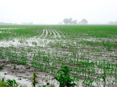 Fermierii din Mehedinti nu vor sa plateasca impozit pentru culturile calamitate