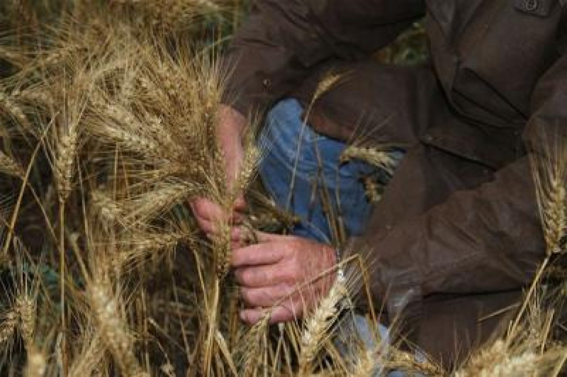 Hotarare MADR: Despagubirile pentru fermierii calamitati pot fi acordate in maxim patru ani