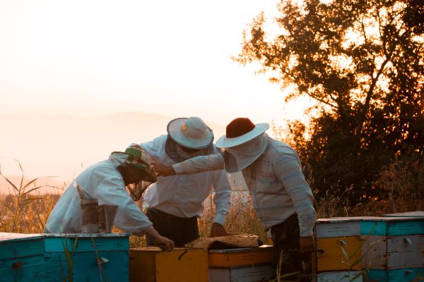 calendarul-apicultorului-ce-lucrari-se-executa-in-luna-octombrie